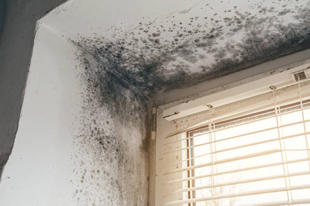 Affordable Mold Cleanup solutions in Rapidan, VA